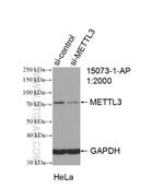 METTL3 Antibody in Western Blot (WB)