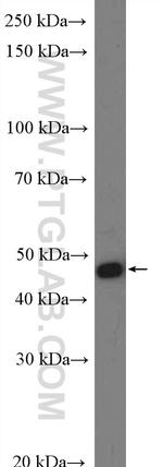 NADK Antibody in Western Blot (WB)