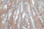 Fibronectin Antibody in Immunohistochemistry (Paraffin) (IHC (P))