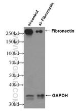 Fibronectin Antibody in Western Blot (WB)