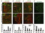 CD11b Antibody in Immunohistochemistry (IHC)