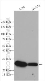 Caveolin-1 Antibody in Western Blot (WB)