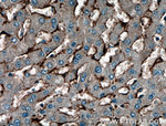 Caveolin-1 Antibody in Immunohistochemistry (Paraffin) (IHC (P))