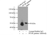 PPAR gamma Antibody in Immunoprecipitation (IP)