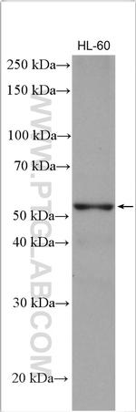 PPAR gamma Antibody in Western Blot (WB)