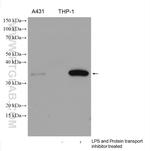 IL1 beta Antibody in Western Blot (WB)