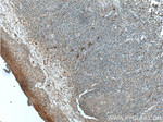 IL1 beta Antibody in Immunohistochemistry (Paraffin) (IHC (P))