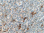 IL1 beta Antibody in Immunohistochemistry (Paraffin) (IHC (P))