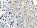 IL1 beta Antibody in Immunohistochemistry (Paraffin) (IHC (P))