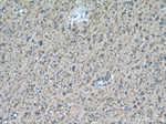 MAP2 Antibody in Immunohistochemistry (Paraffin) (IHC (P))