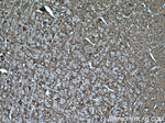 MAP2 Antibody in Immunohistochemistry (Paraffin) (IHC (P))