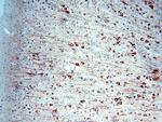 MAP2 Antibody in Immunohistochemistry (Paraffin) (IHC (P))