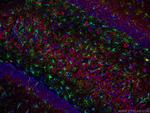 MAP2 Antibody in Immunohistochemistry (PFA fixed) (IHC (PFA))