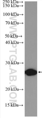 TNF alpha Antibody in Western Blot (WB)