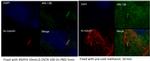 ARL13B Antibody in Immunocytochemistry (ICC/IF)