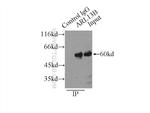 ARL13B Antibody in Immunoprecipitation (IP)