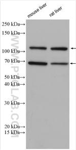 iNOS Antibody in Western Blot (WB)