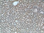 iNOS Antibody in Immunohistochemistry (Paraffin) (IHC (P))