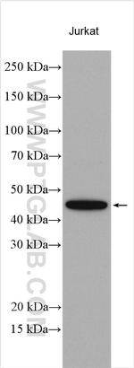 VEGF Antibody in Western Blot (WB)