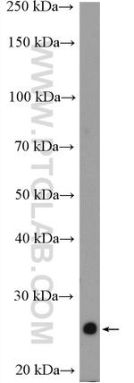 VEGF Antibody in Western Blot (WB)