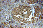 CDK1 Antibody in Immunohistochemistry (Paraffin) (IHC (P))