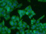 CDK1 Antibody in Immunocytochemistry (ICC/IF)