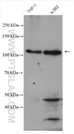 NLRP3 Antibody in Western Blot (WB)