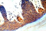 GSDMD Antibody in Immunohistochemistry (Paraffin) (IHC (P))