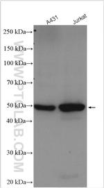 GSDMD Antibody in Western Blot (WB)