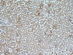 AIFM2 Antibody in Immunohistochemistry (Paraffin) (IHC (P))