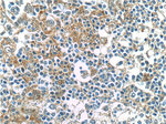 IL-6 Antibody in Immunohistochemistry (Paraffin) (IHC (P))