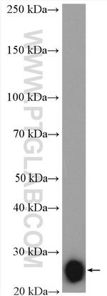 IL-6 Antibody in Western Blot (WB)