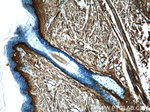 Collagen Type III (N-terminal) Antibody in Immunohistochemistry (Paraffin) (IHC (P))