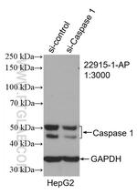 Caspase 1/p20/p10 Antibody in Western Blot (WB)