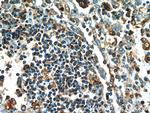 Caspase 1/p20/p10 Antibody in Immunohistochemistry (Paraffin) (IHC (P))