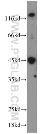 Caspase 1/p20/p10 Antibody in Western Blot (WB)