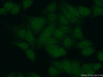 PCNA Antibody in Immunocytochemistry (ICC/IF)