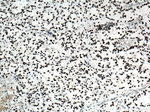 PCNA Antibody in Immunohistochemistry (Paraffin) (IHC (P))