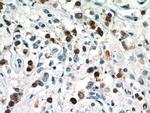 PCNA Antibody in Immunohistochemistry (Paraffin) (IHC (P))