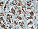 XBP1S Antibody in Immunohistochemistry (Paraffin) (IHC (P))