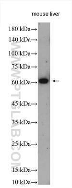 XBP1S Antibody in Western Blot (WB)