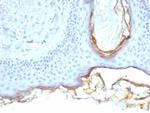 Kallikrein 5 (KLK5) Antibody in Immunohistochemistry (Paraffin) (IHC (P))