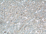 XBP1 Antibody in Immunohistochemistry (Paraffin) (IHC (P))