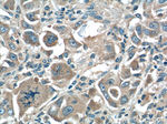 XBP1 Antibody in Immunohistochemistry (Paraffin) (IHC (P))