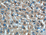 XBP1 Antibody in Immunohistochemistry (Paraffin) (IHC (P))