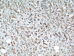 XBP1 Antibody in Immunohistochemistry (Paraffin) (IHC (P))