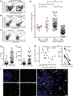 CD25 Antibody in Flow Cytometry (Flow)