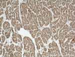 Connexin 43 Antibody in Immunohistochemistry (Paraffin) (IHC (P))