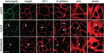 alpha Tubulin Antibody in Immunocytochemistry (ICC/IF)