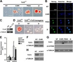 alpha Tubulin Antibody in Western Blot (WB)